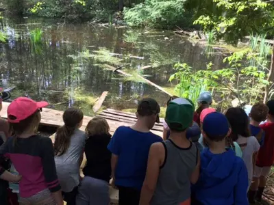 Observing the pond