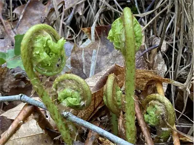 Fiddleheads