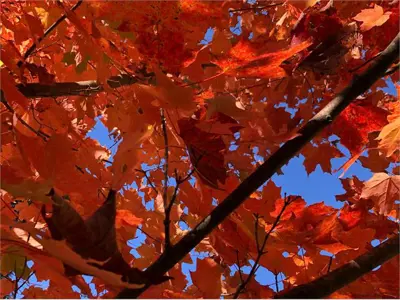 Fall leaves at Warsaw