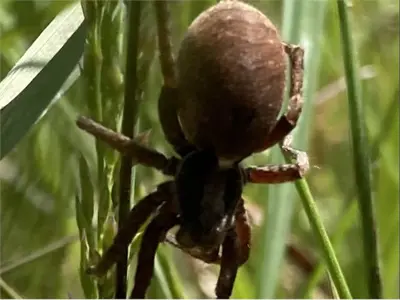 A brown spider