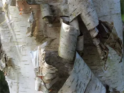 Birch bark