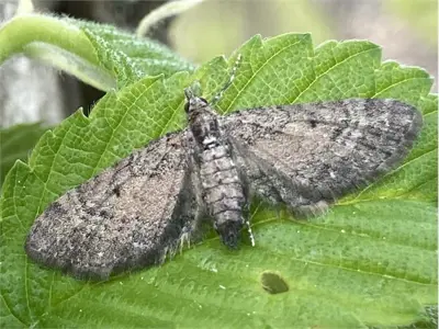 A moth on a leaf